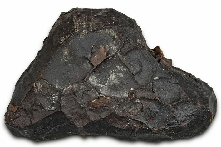 Dragon Scale Stone (Iron, Manganese, Siderite Nodule) #330291